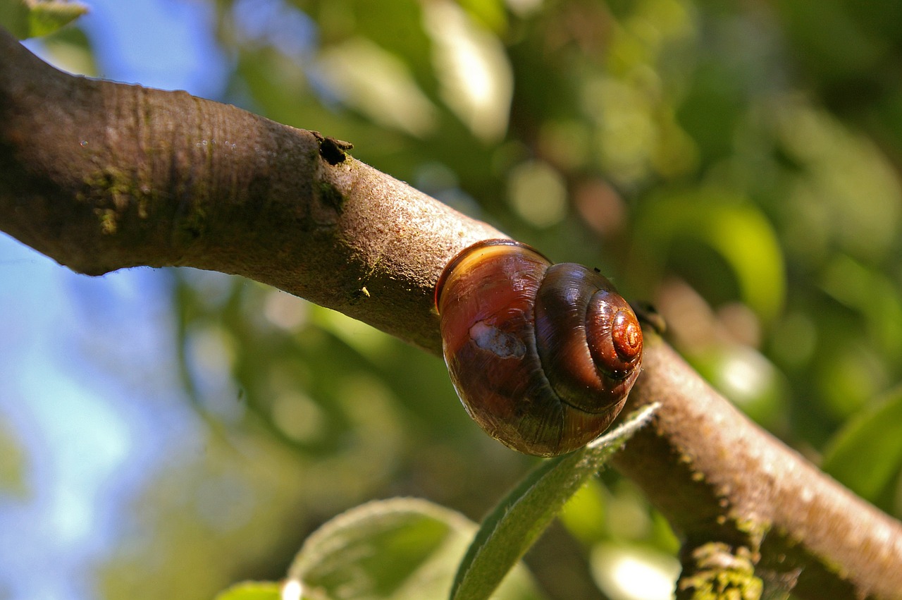 shell nature snail free photo