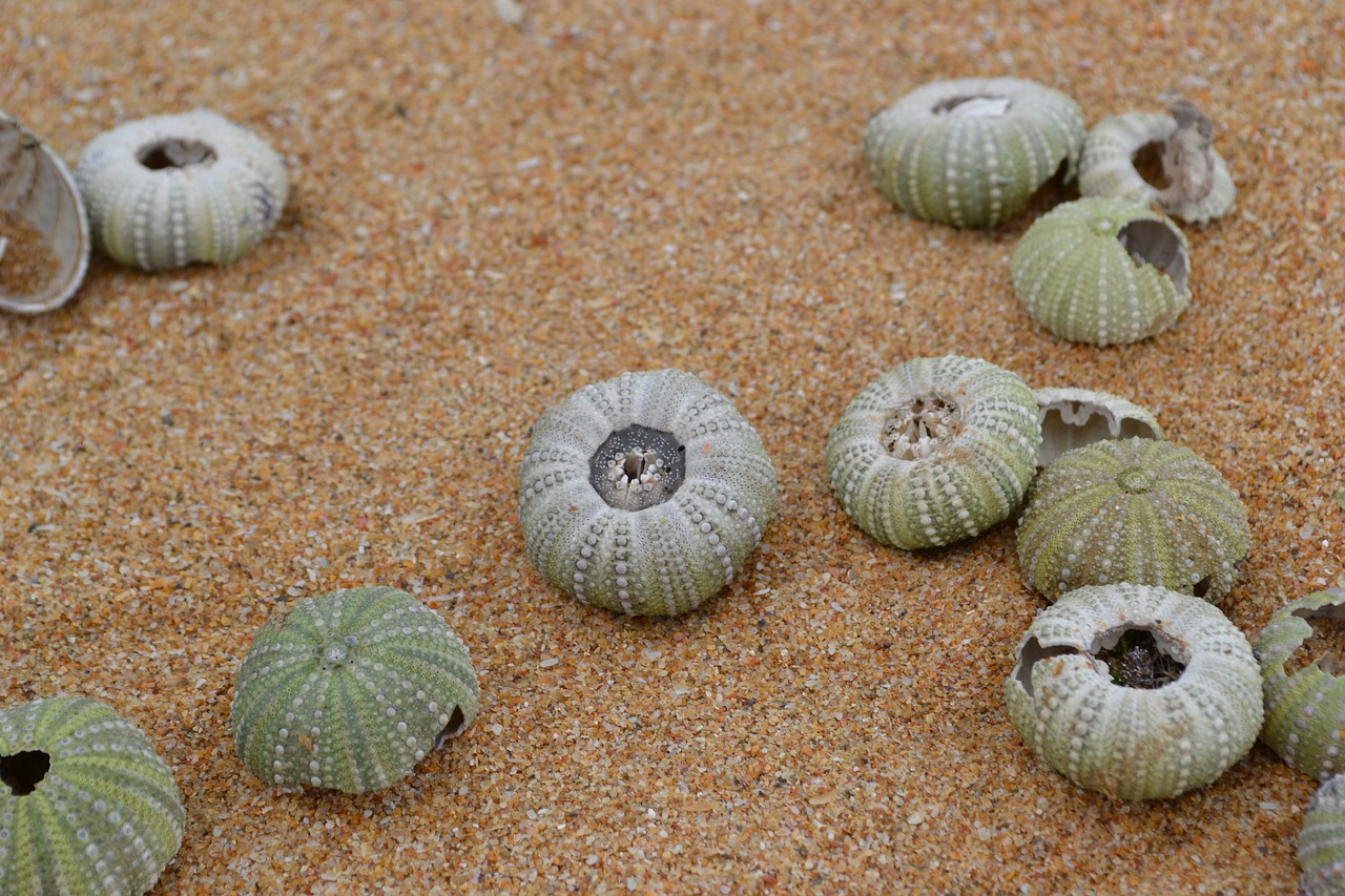 shell beach holiday free photo