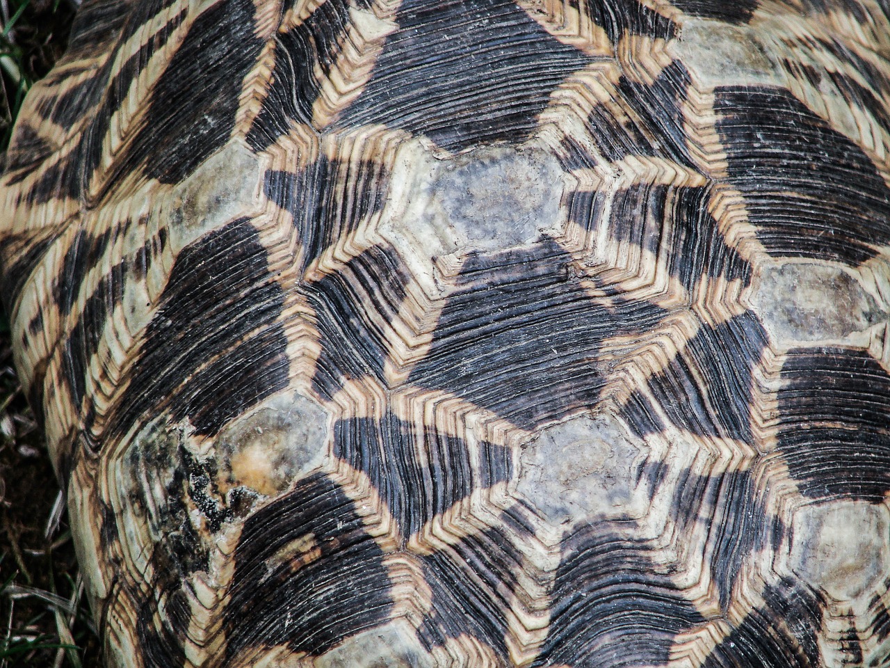 shell reptile turtle free photo