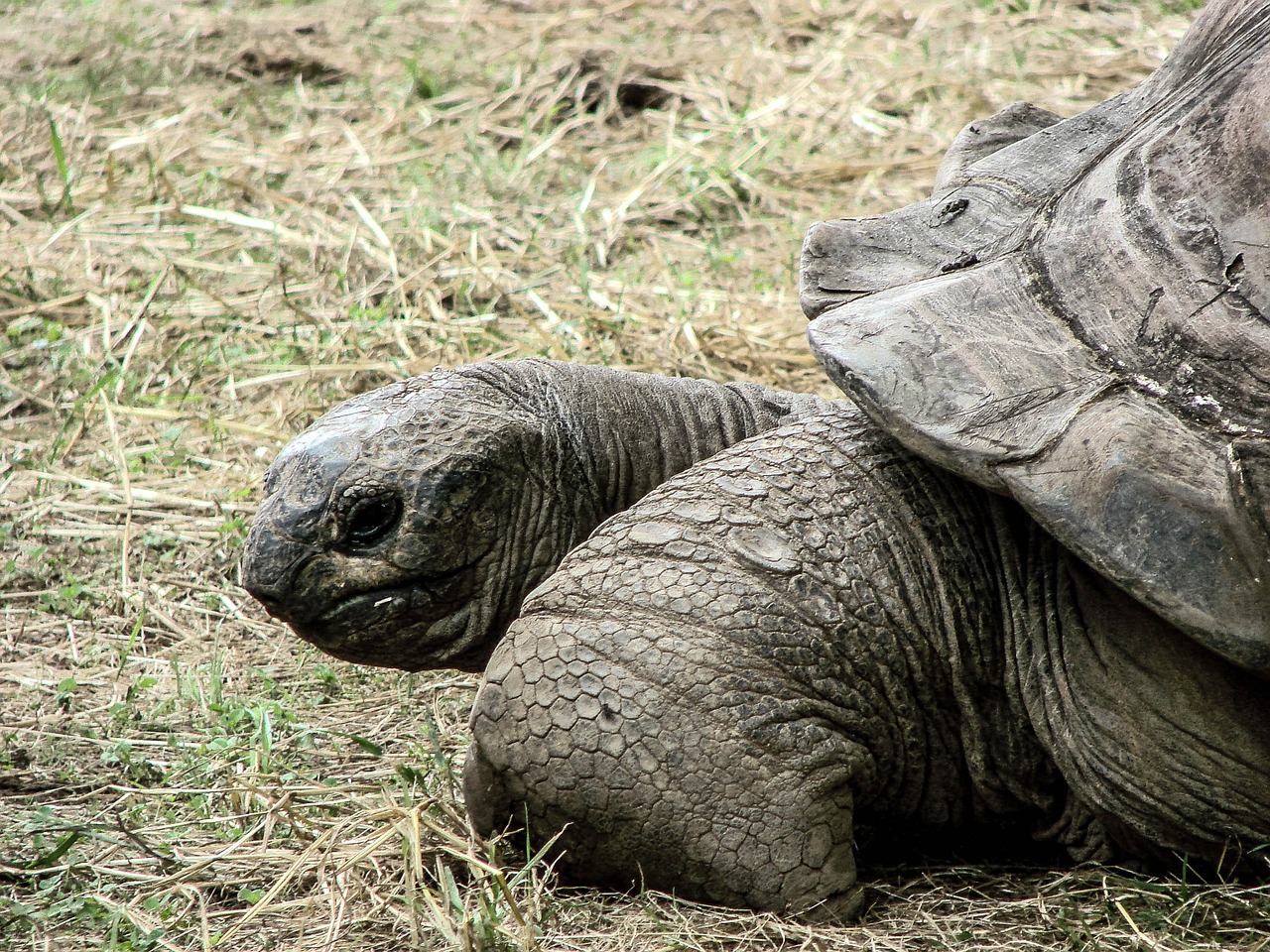 shell reptile turtle free photo