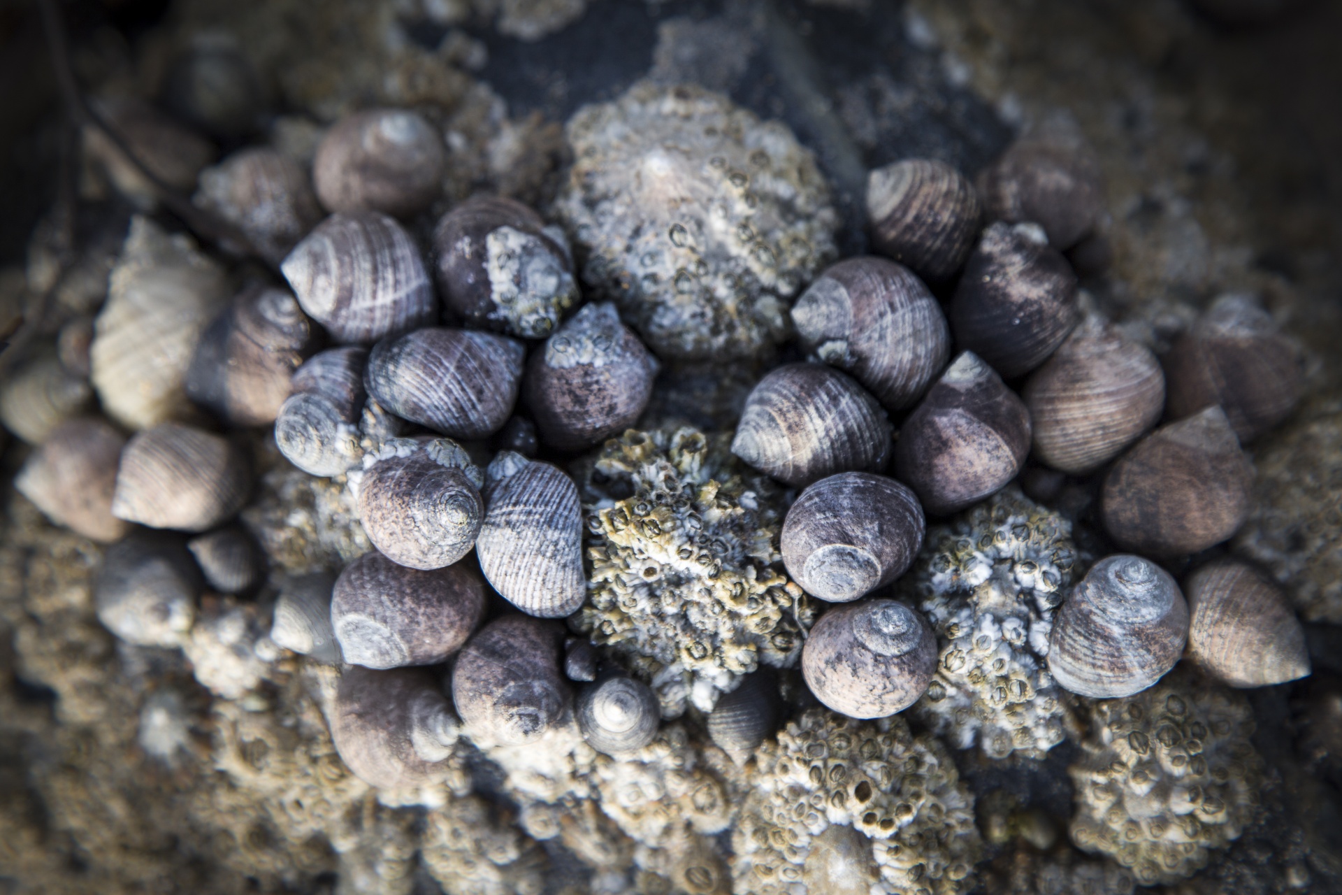 mussel rock shell free photo