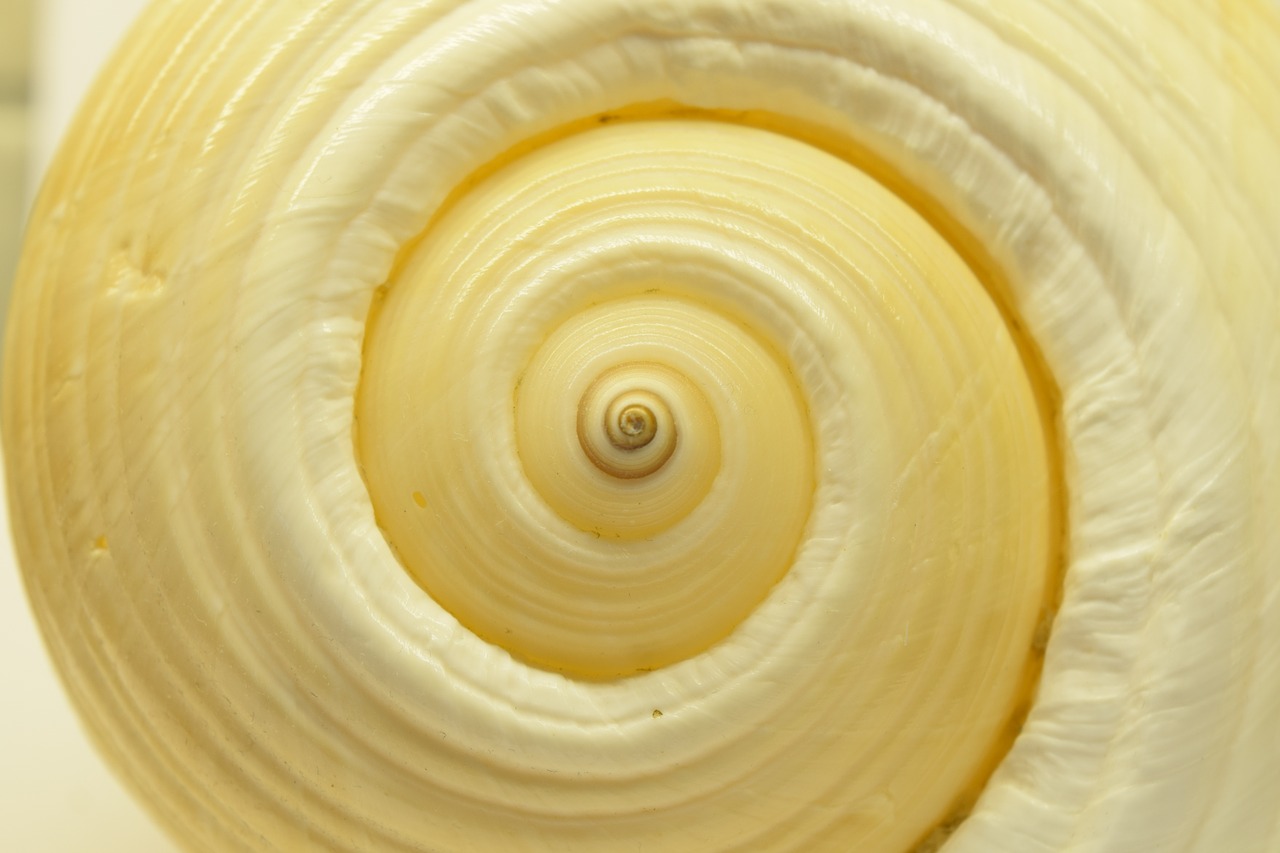 shell spiral closeup background free photo