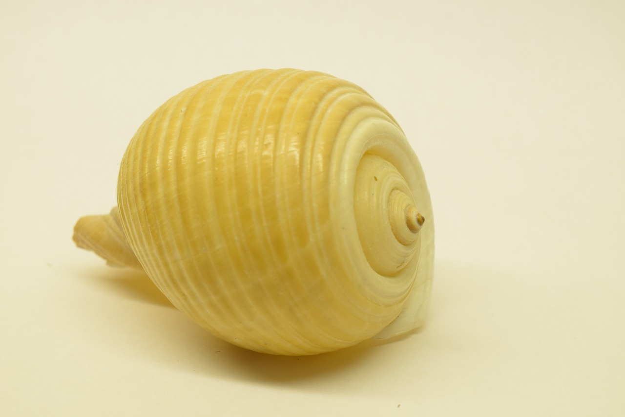 shell close spiral free photo