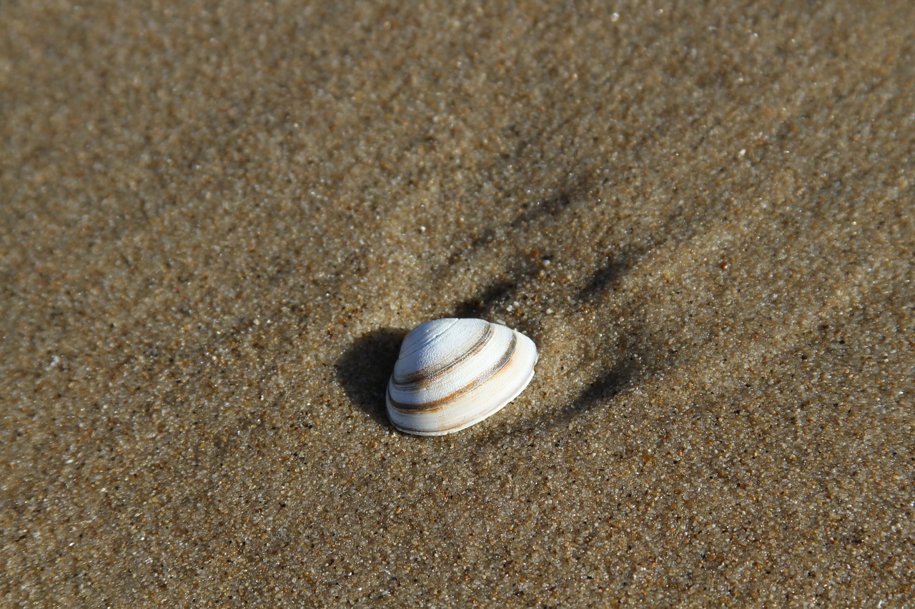 shell sand beach free photo