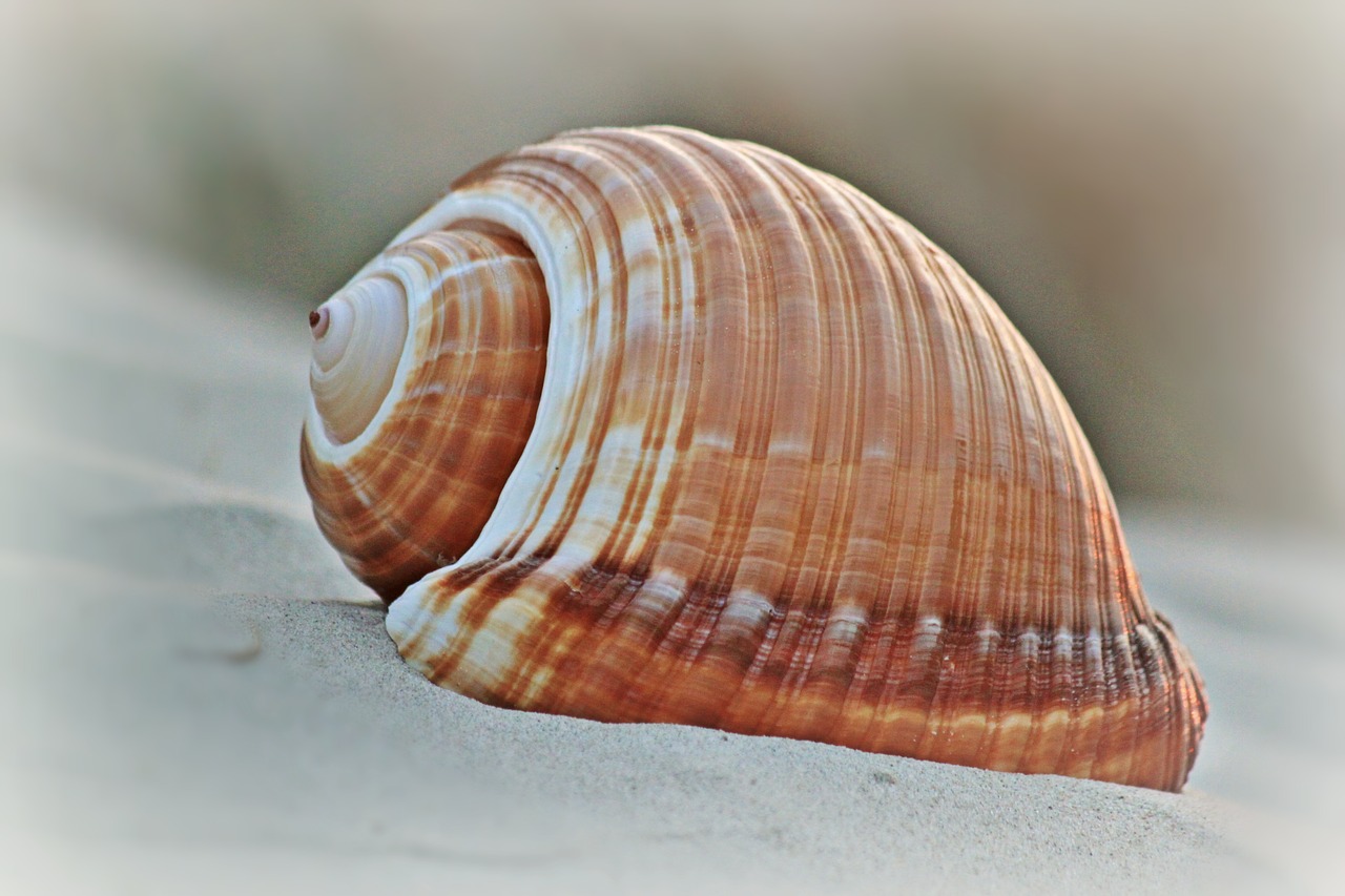 shell beach snail shell free photo