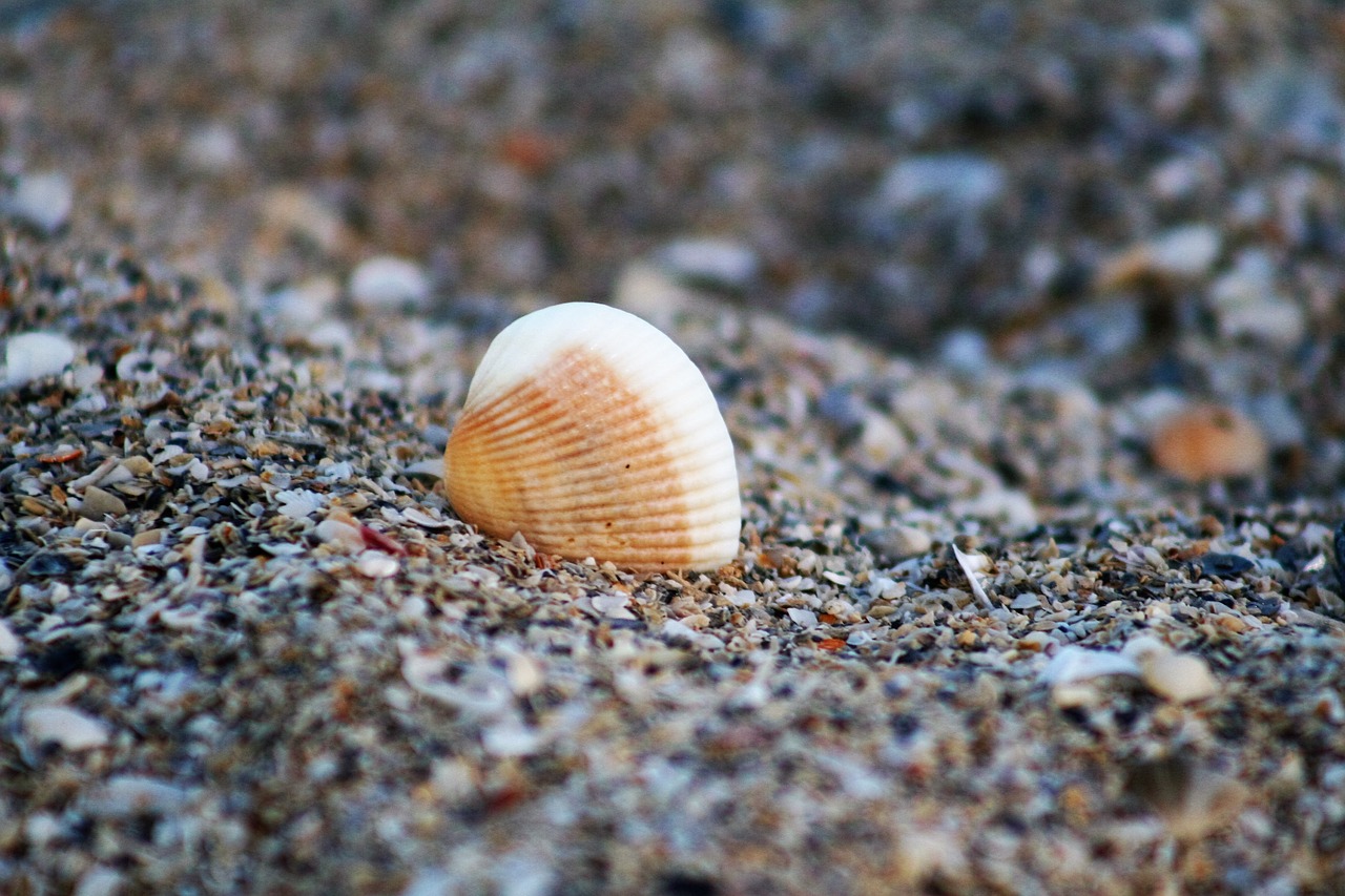 shell sea shell beach free photo