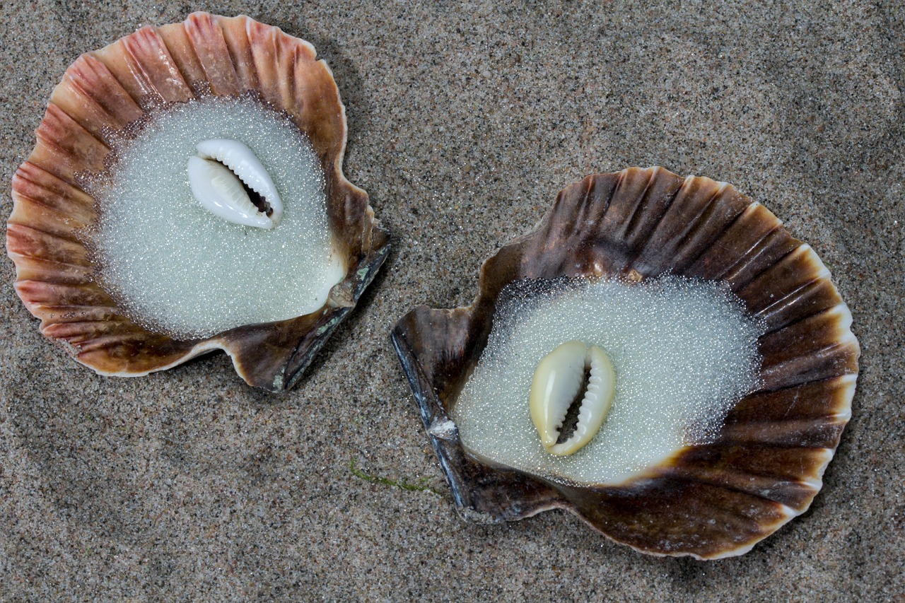 shell sand glass beads free photo