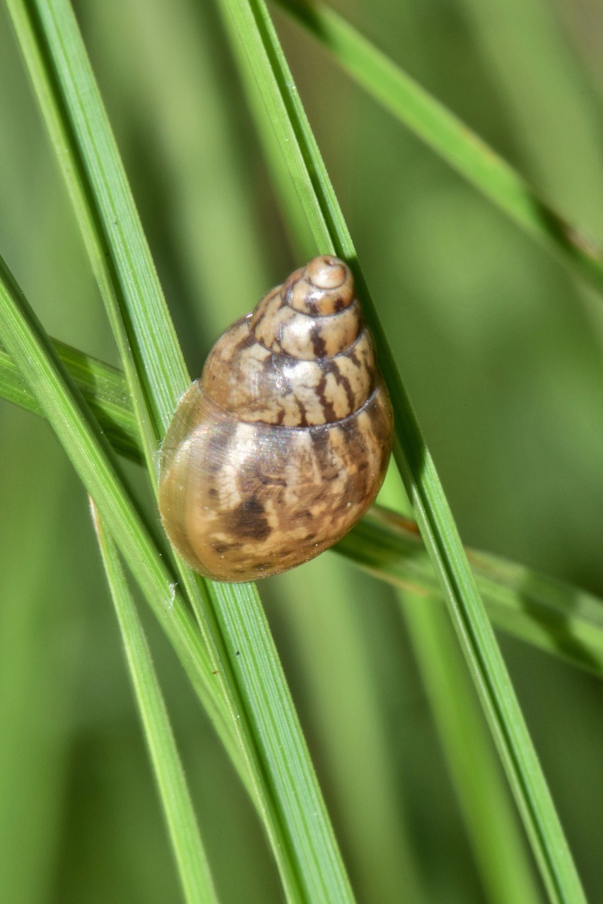 shell snail mollusk free photo