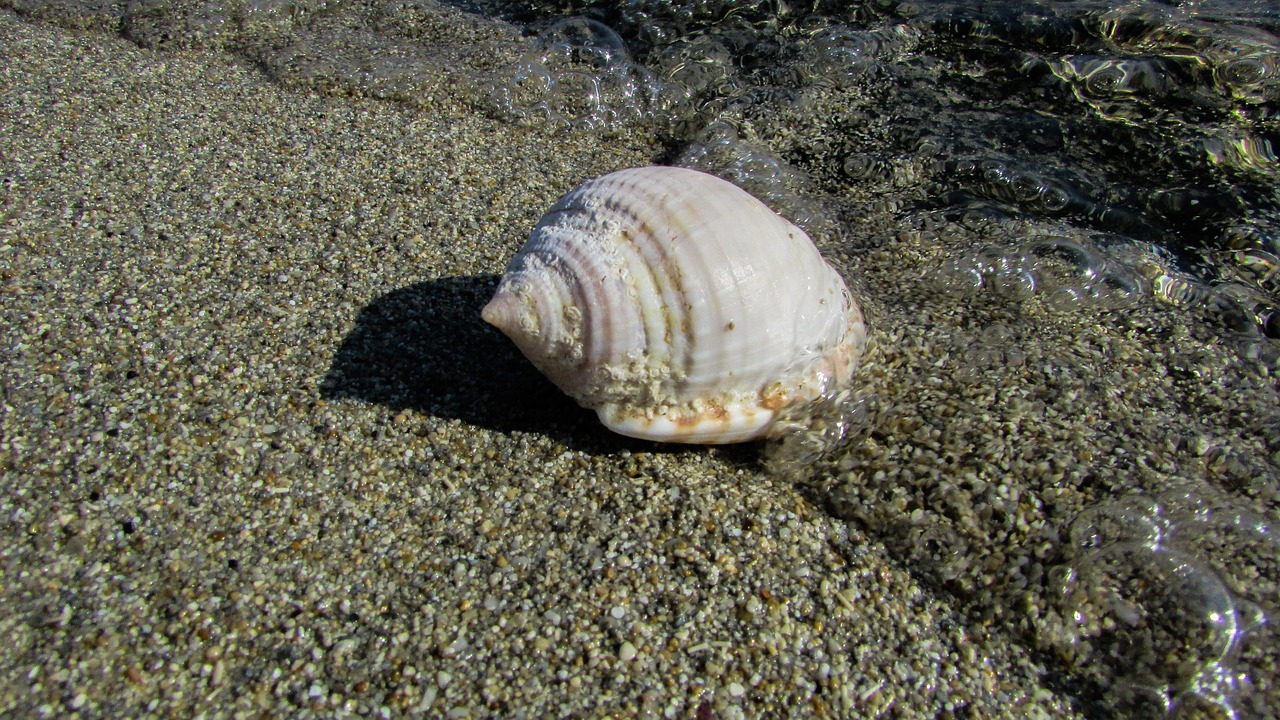 shell beach sea free photo