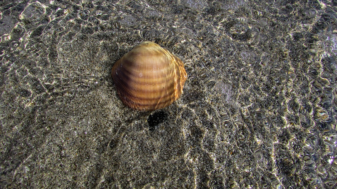 shell beach sea free photo