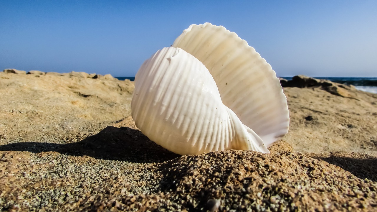 shell beach sea free photo