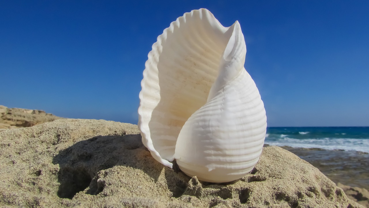 shell beach sea free photo