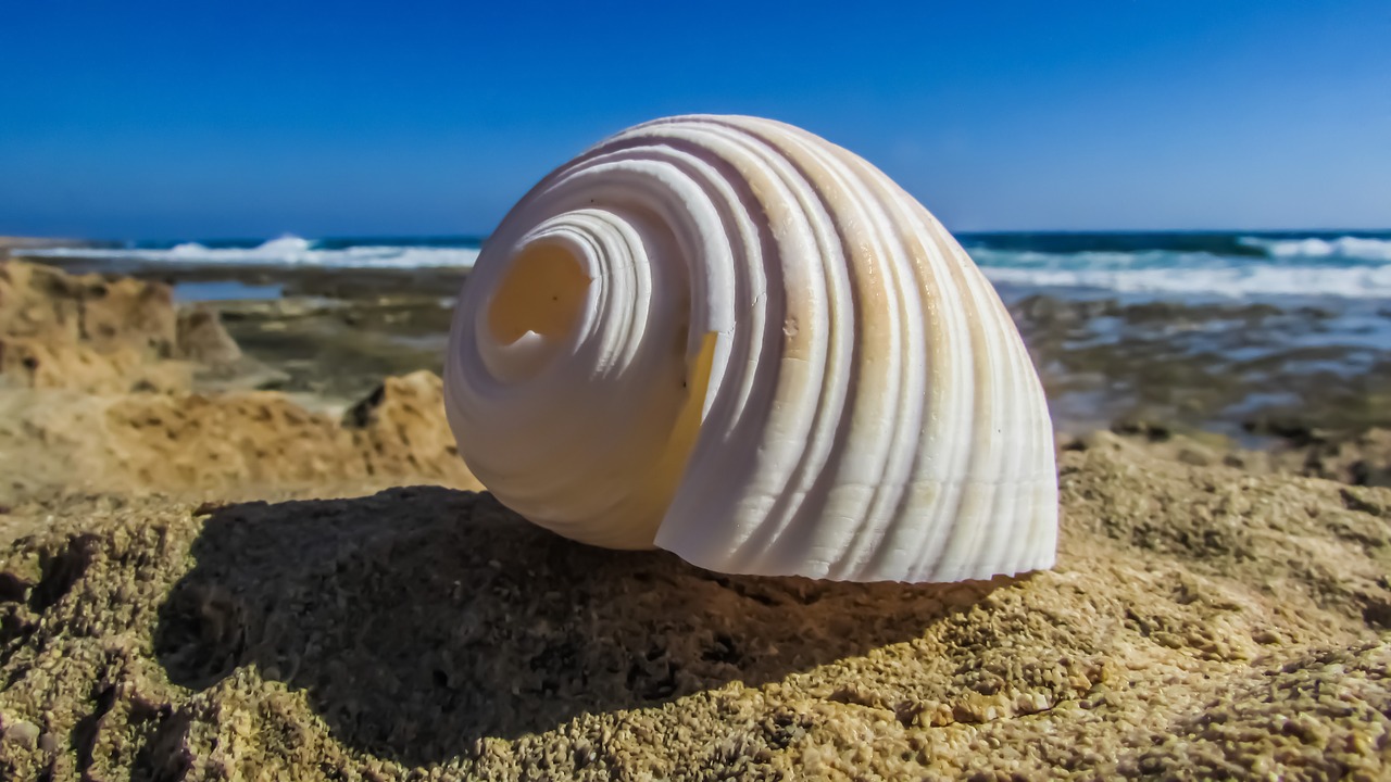 shell beach sea free photo