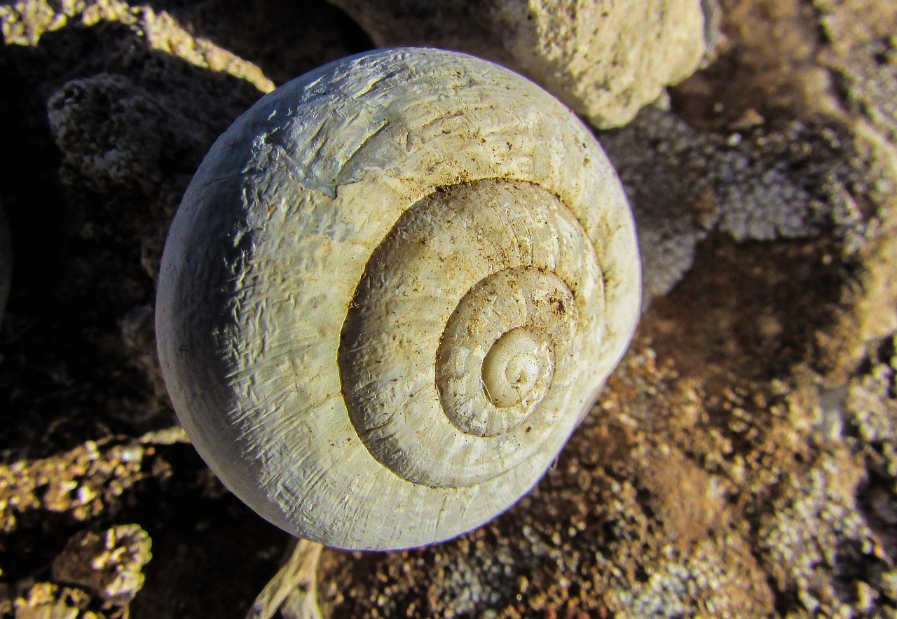 shell snail nature free photo