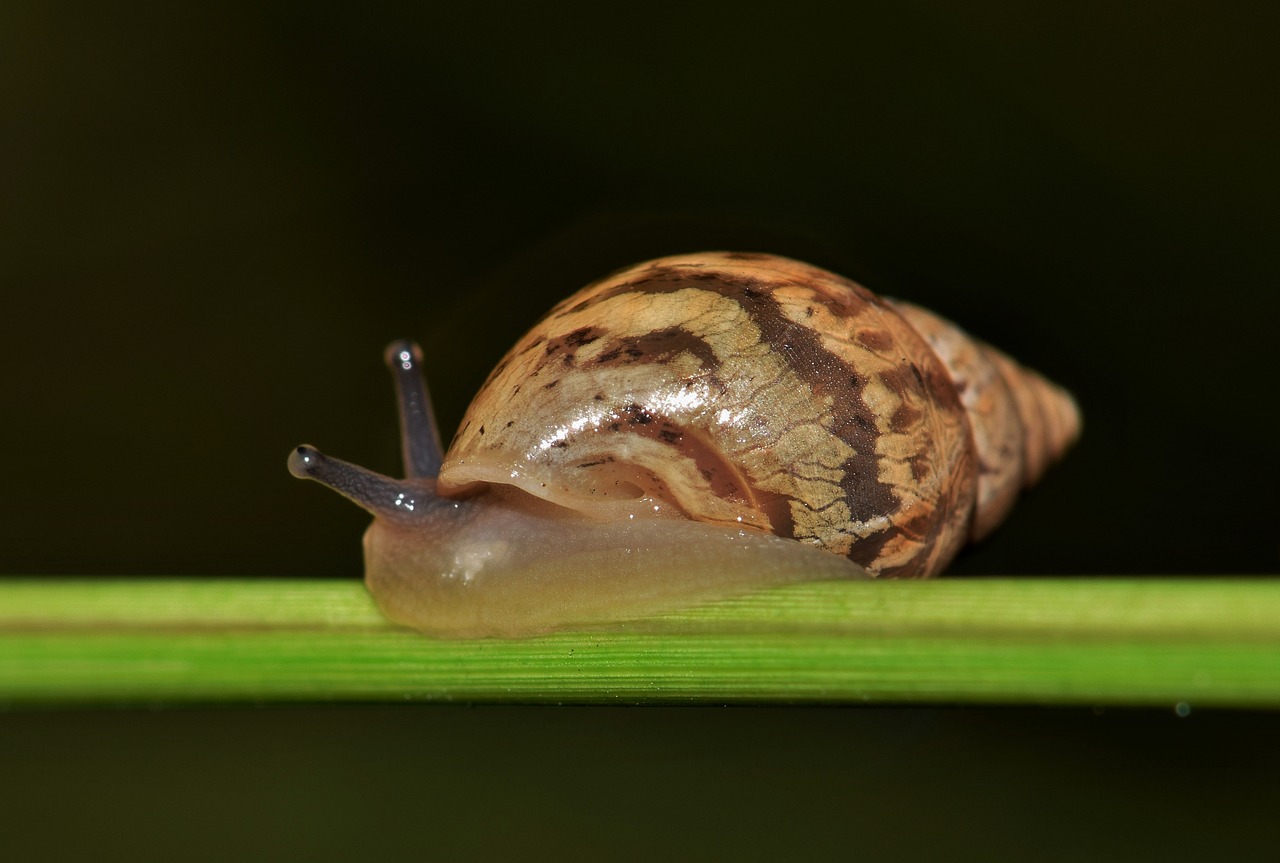 shell snail mollusk free photo