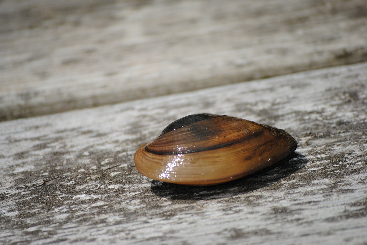 shell clam pattern free photo