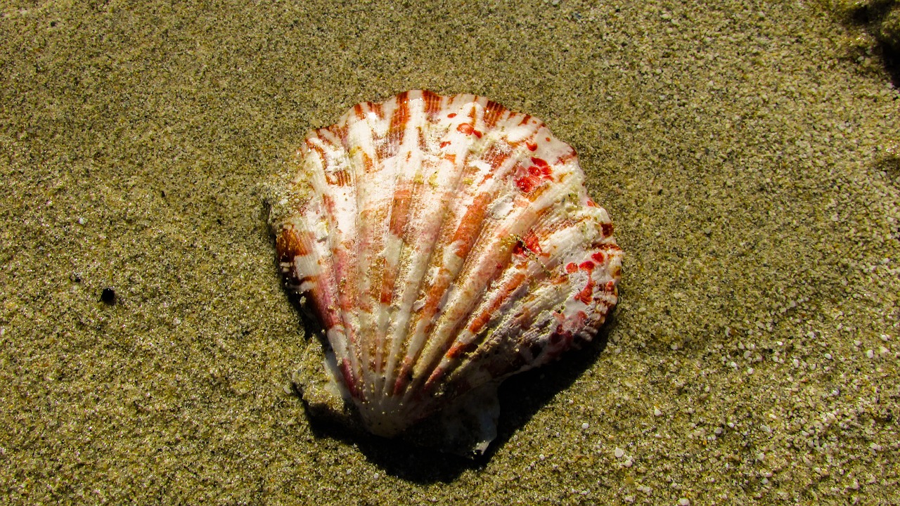 shell beach sand free photo