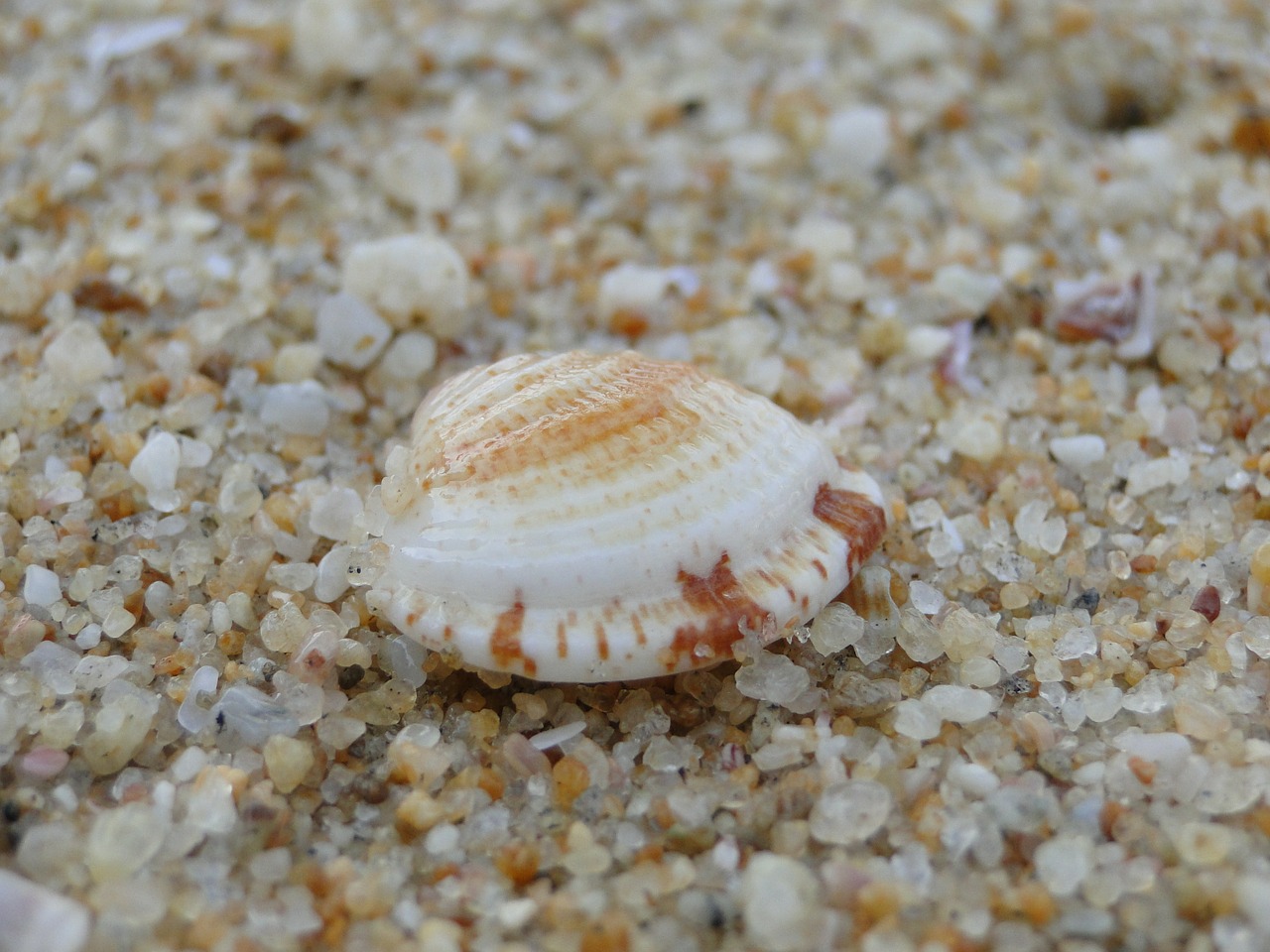 shell sea beach free photo