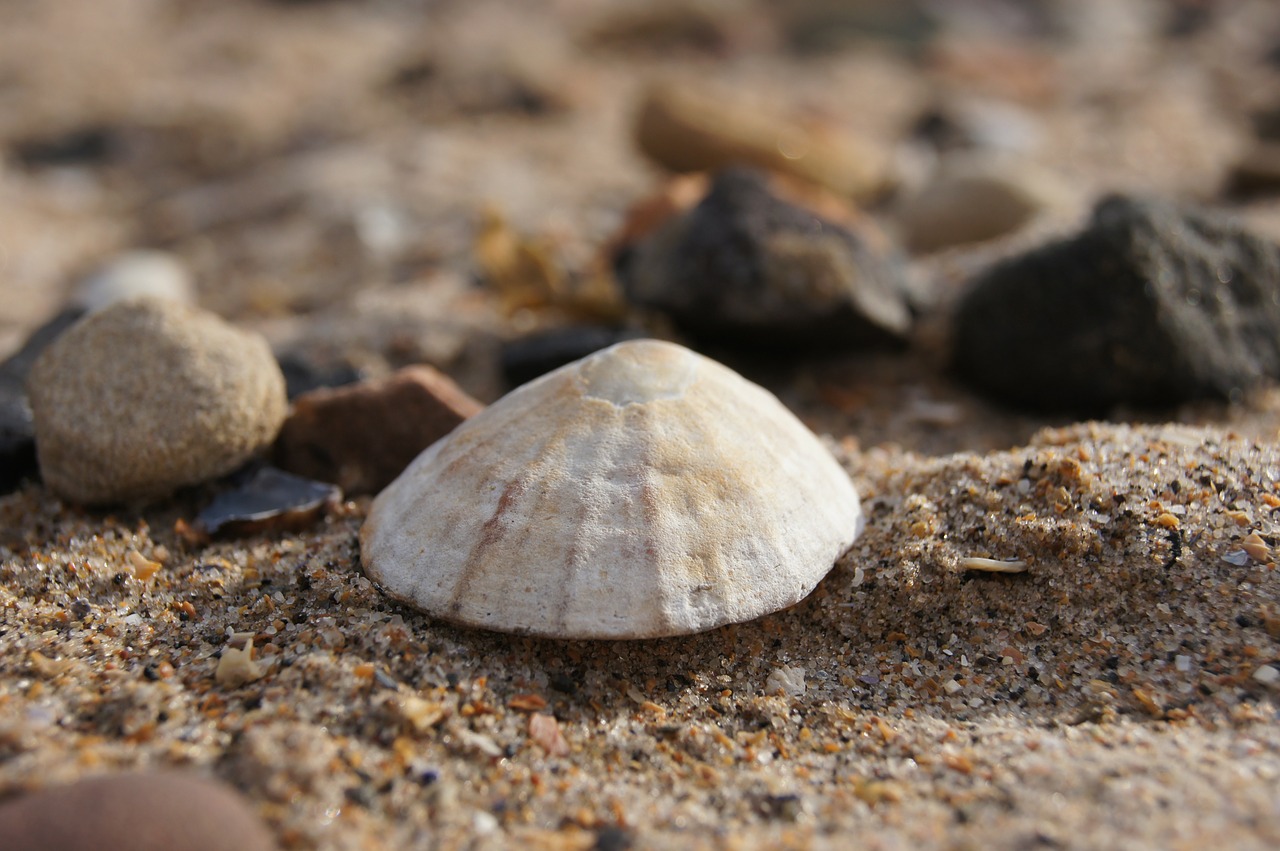 shell sea sand free photo