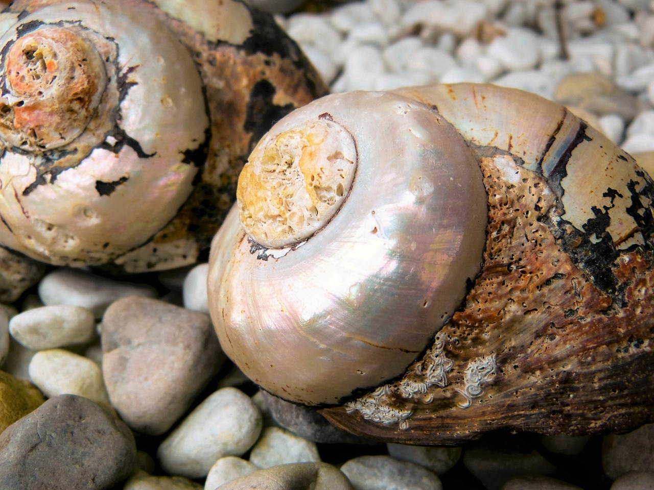 shell snail housing free photo