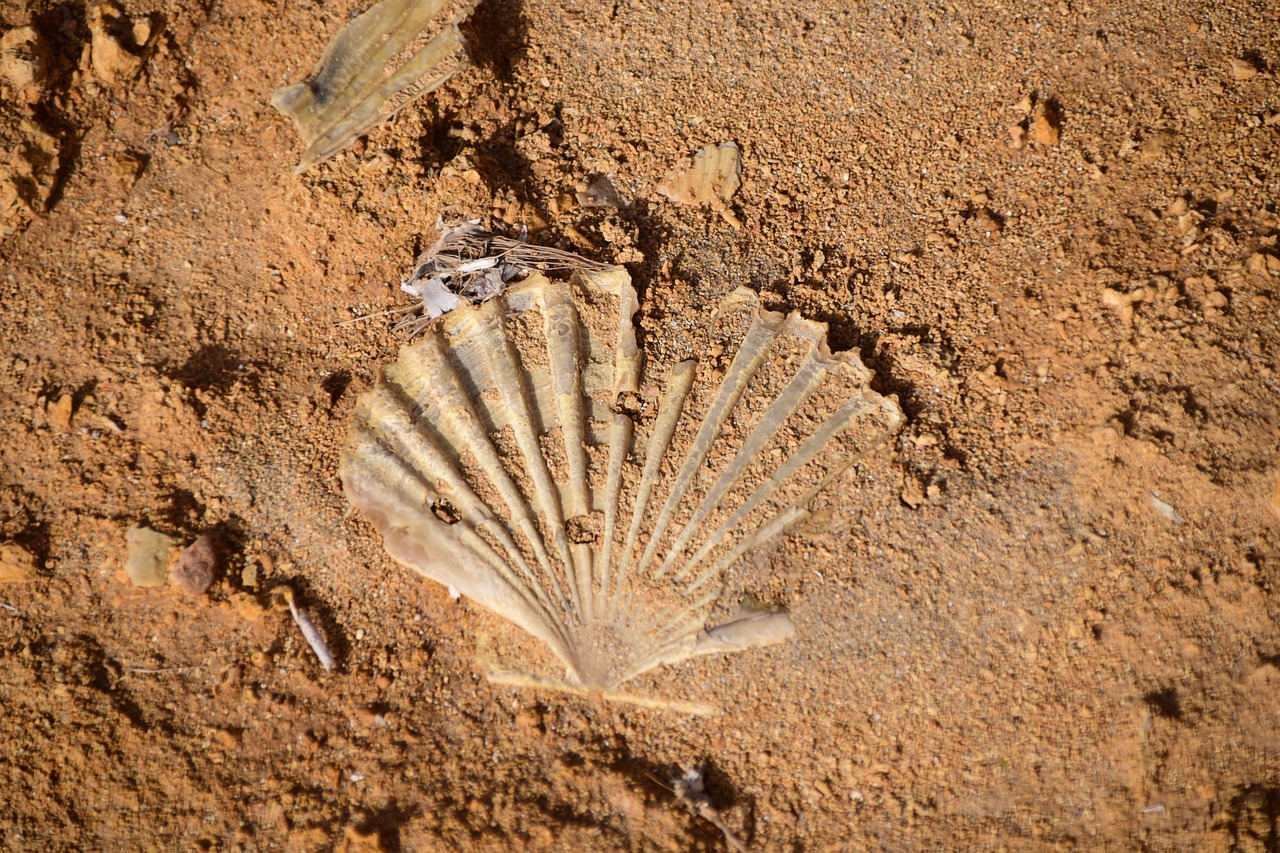 shell shell imprint petrified free photo