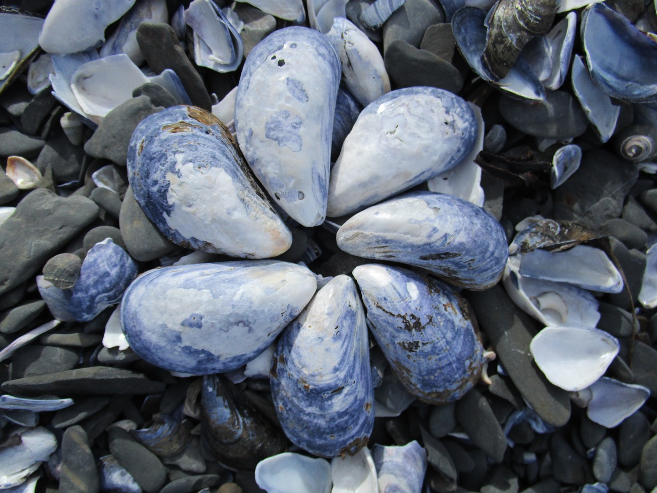 shell seashell blue free photo