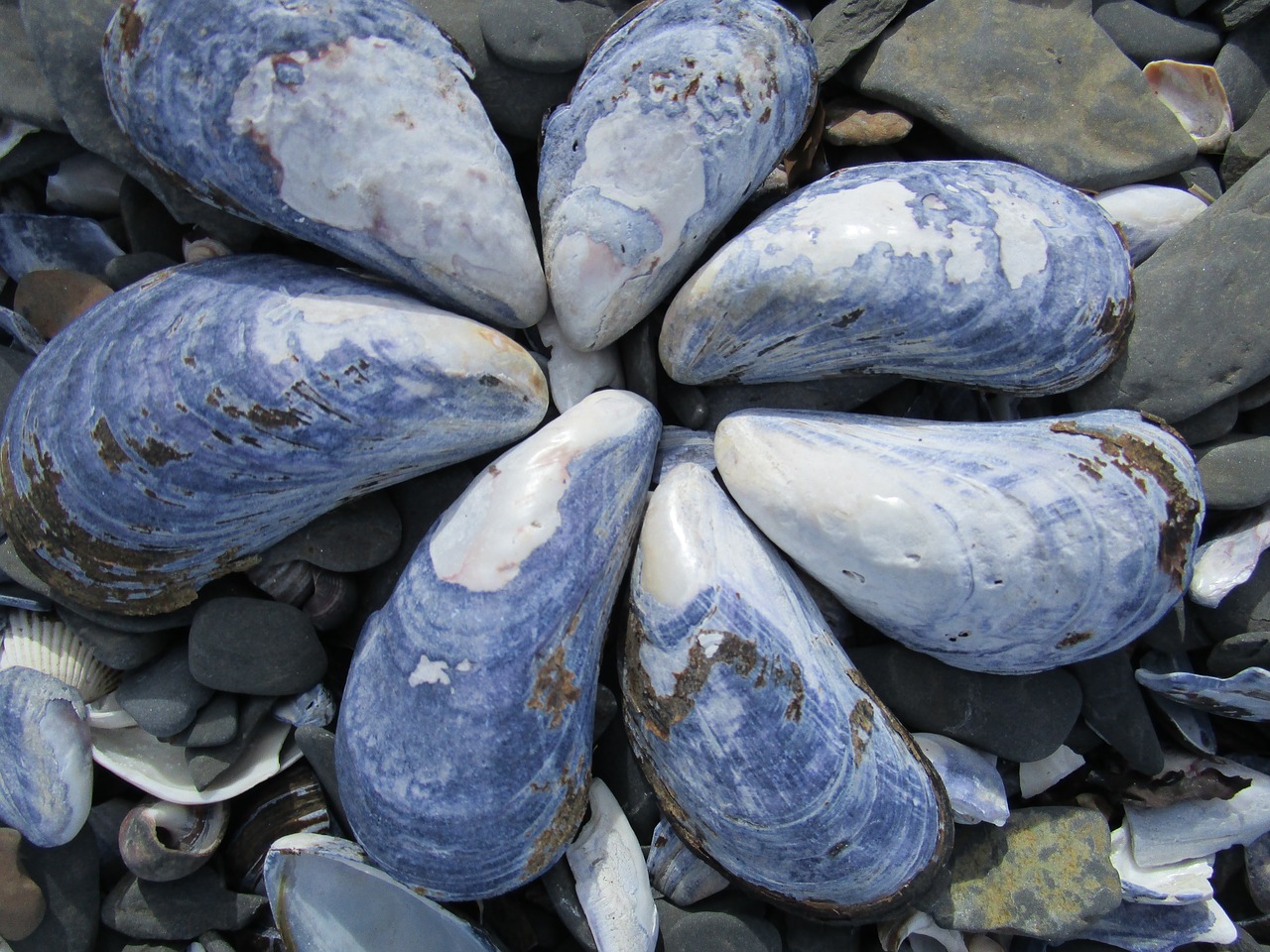 shell seashell blue free photo