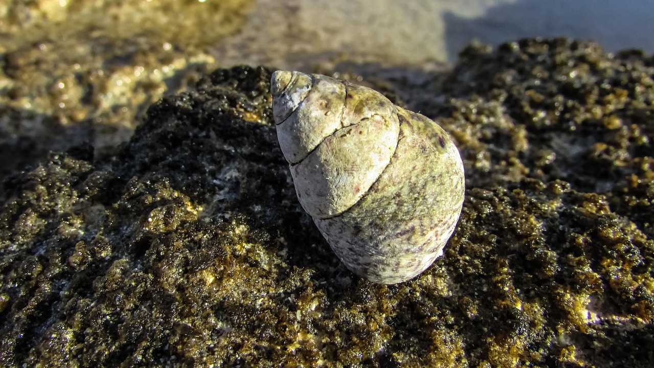 shell beach nature free photo