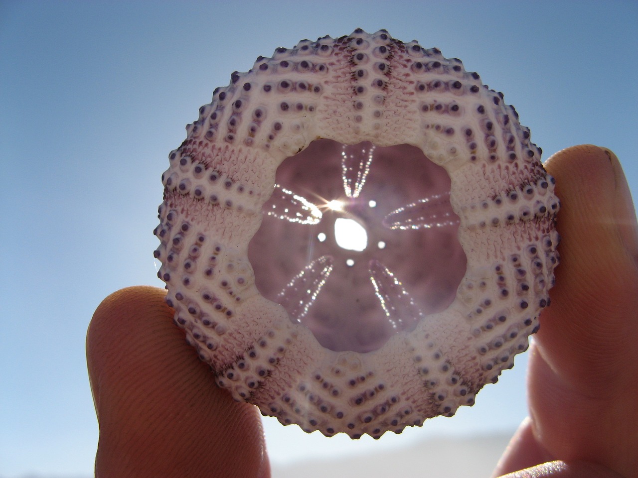 sea urchin shell beach free photo