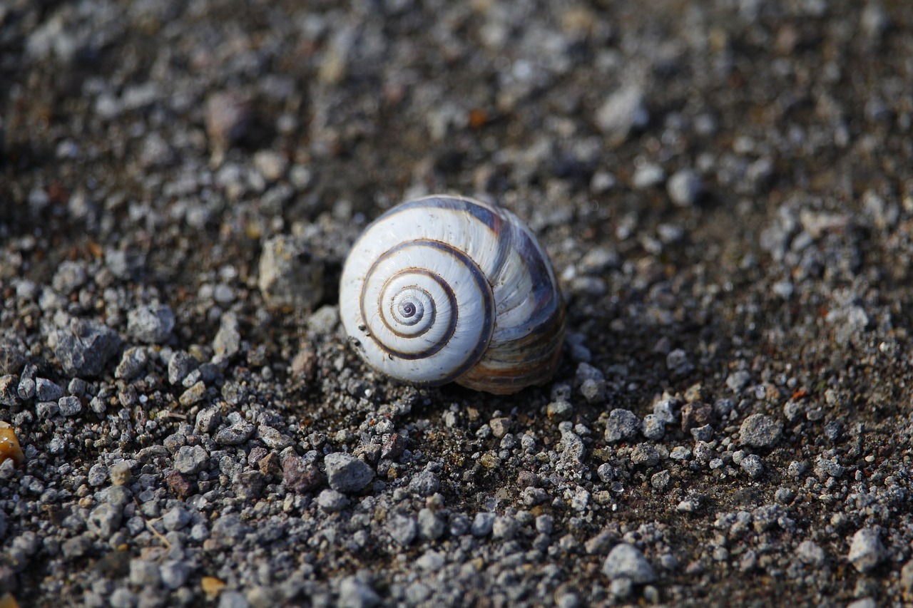 shell gastropod slimy free photo