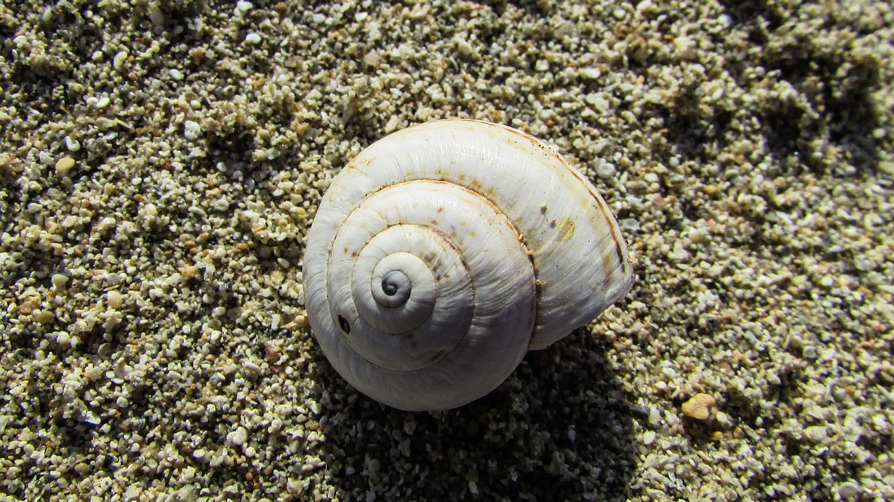 shell nature spiral free photo