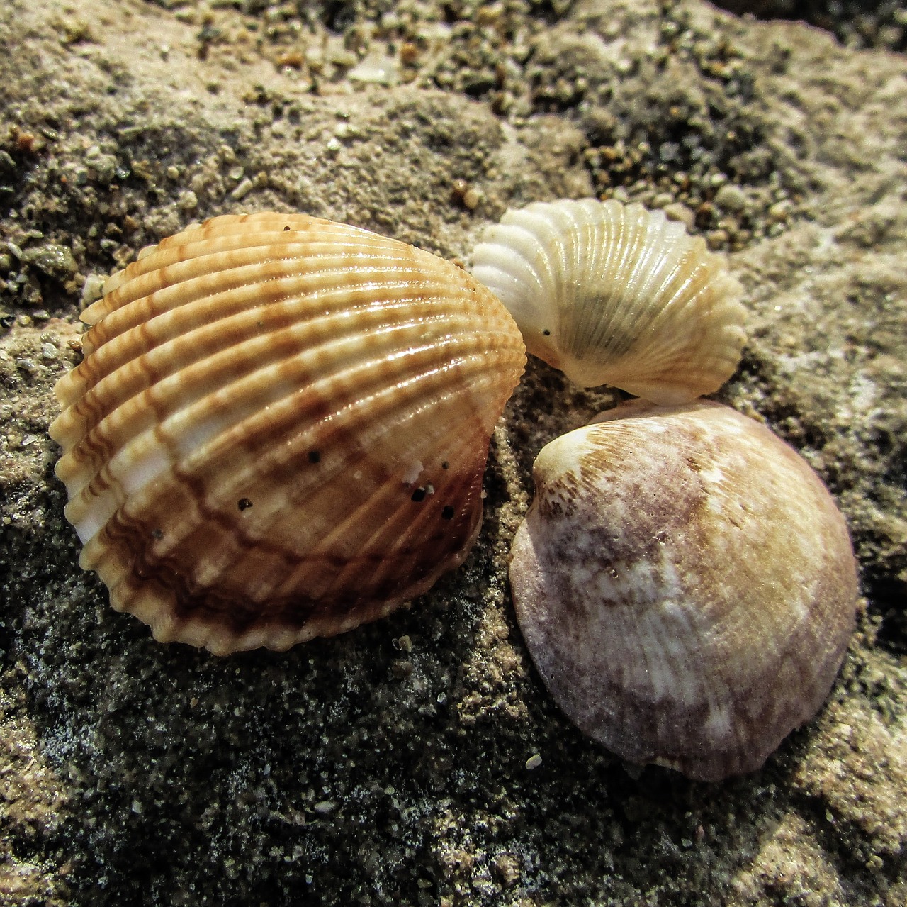 shell beach nature free photo