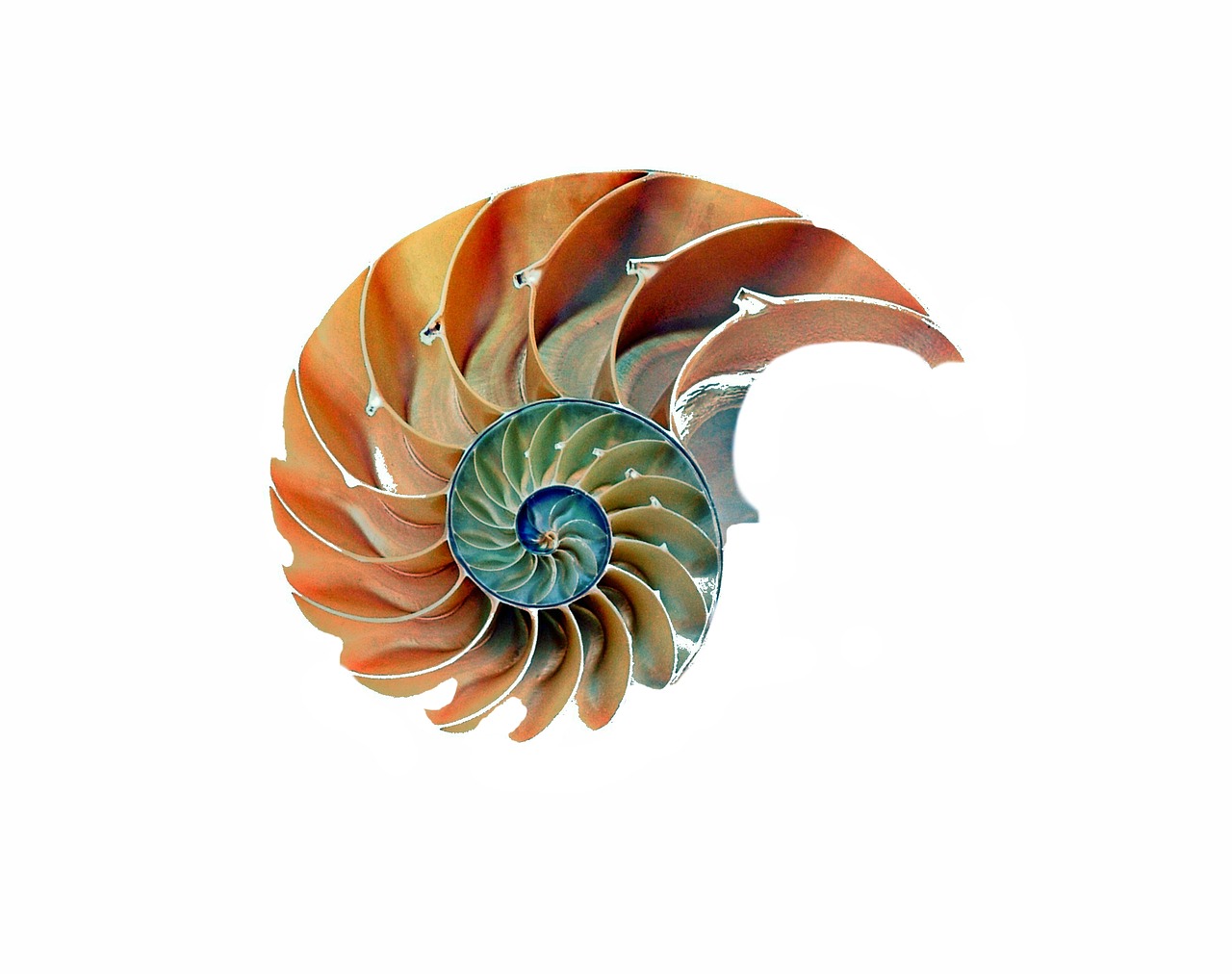 shell snail nautilus free photo