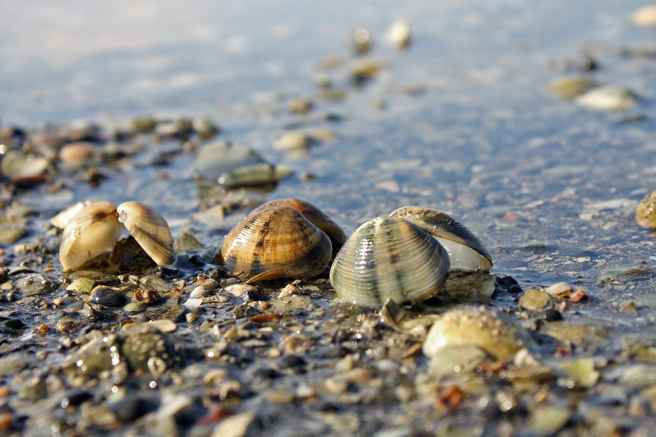 shell macro nature free photo