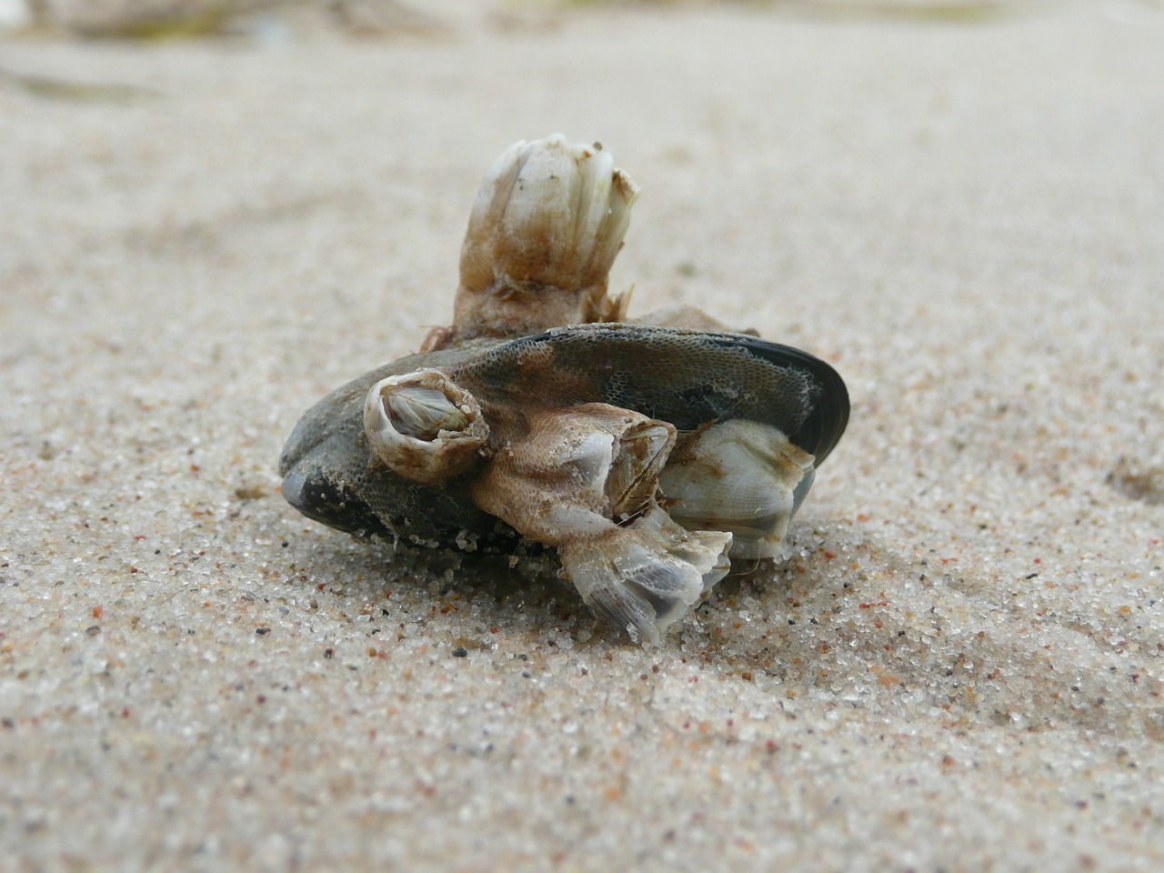 shell sand beach free photo