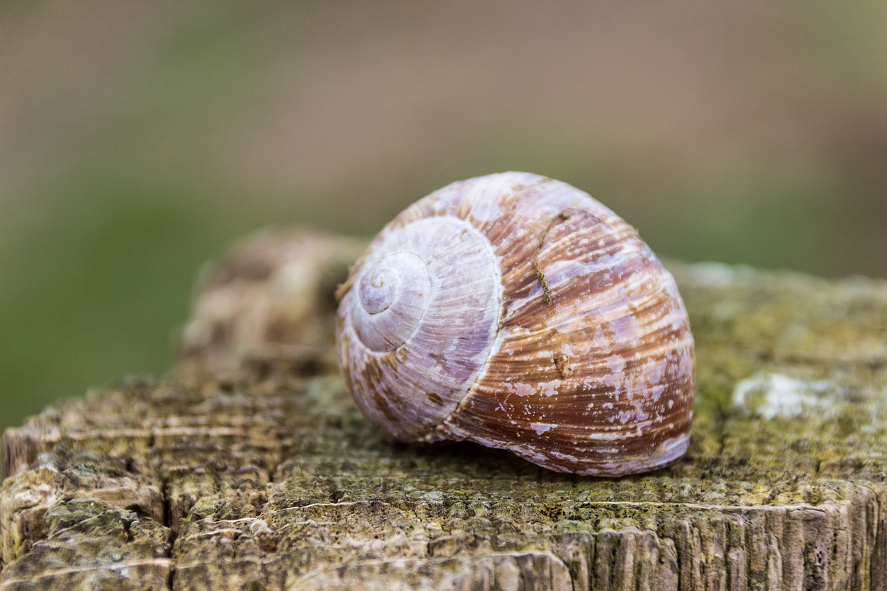 shell snail mollusk free photo