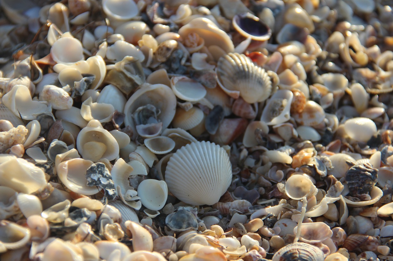 shell mar beach free photo