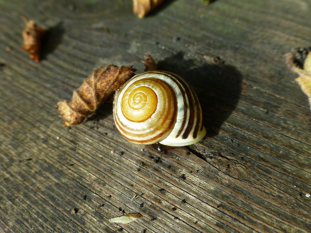 shell colorful wood free photo