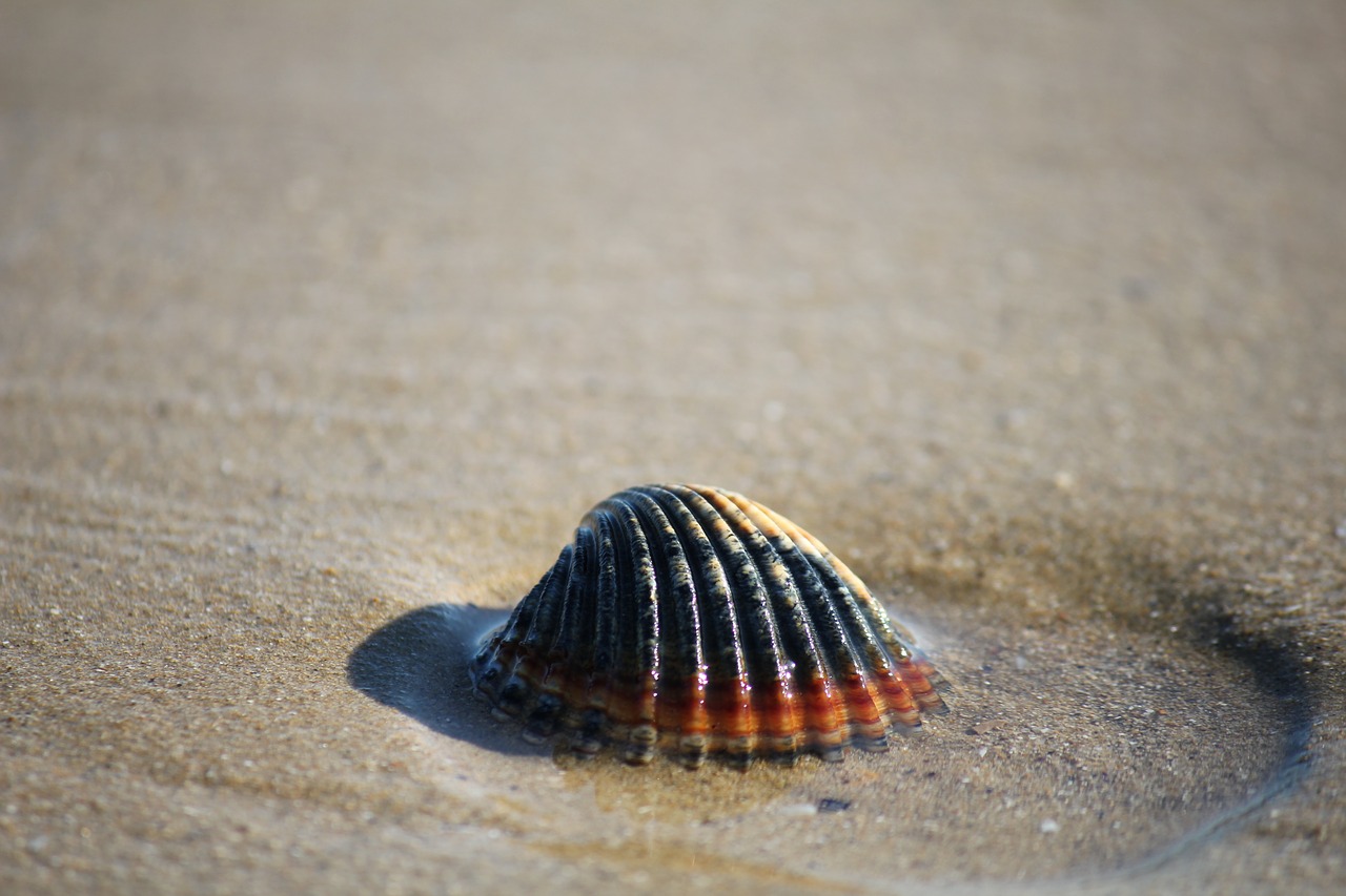 shell sand sea free photo