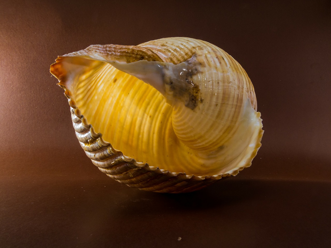 shell snail close free photo