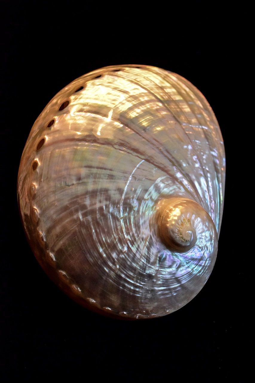 shell abalone sea shell free photo