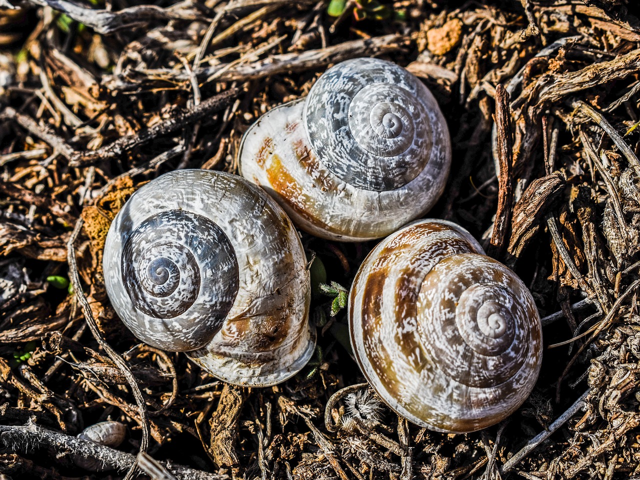 shell snail nature free photo
