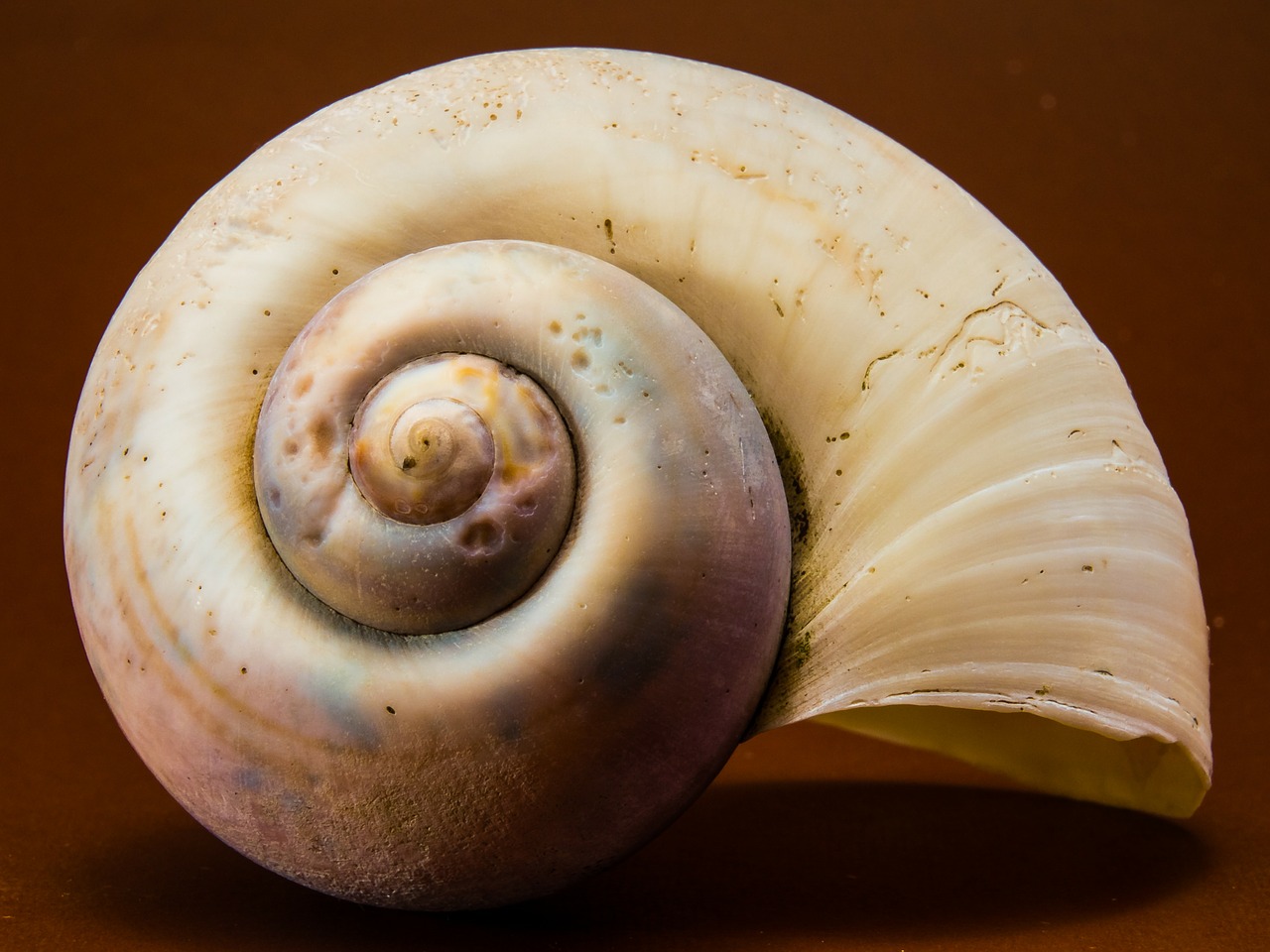 shell snail close free photo