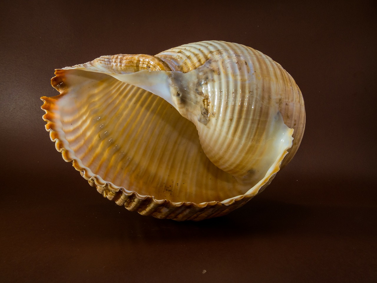 shell snail close free photo