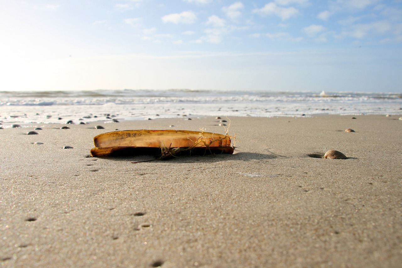 shell beach sand free photo