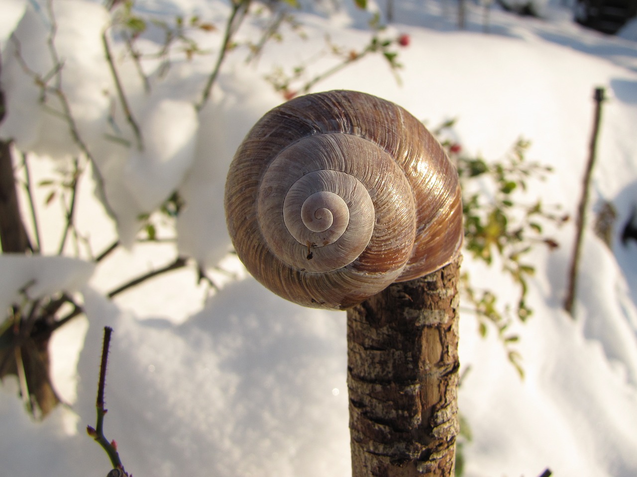 shell snow deco free photo