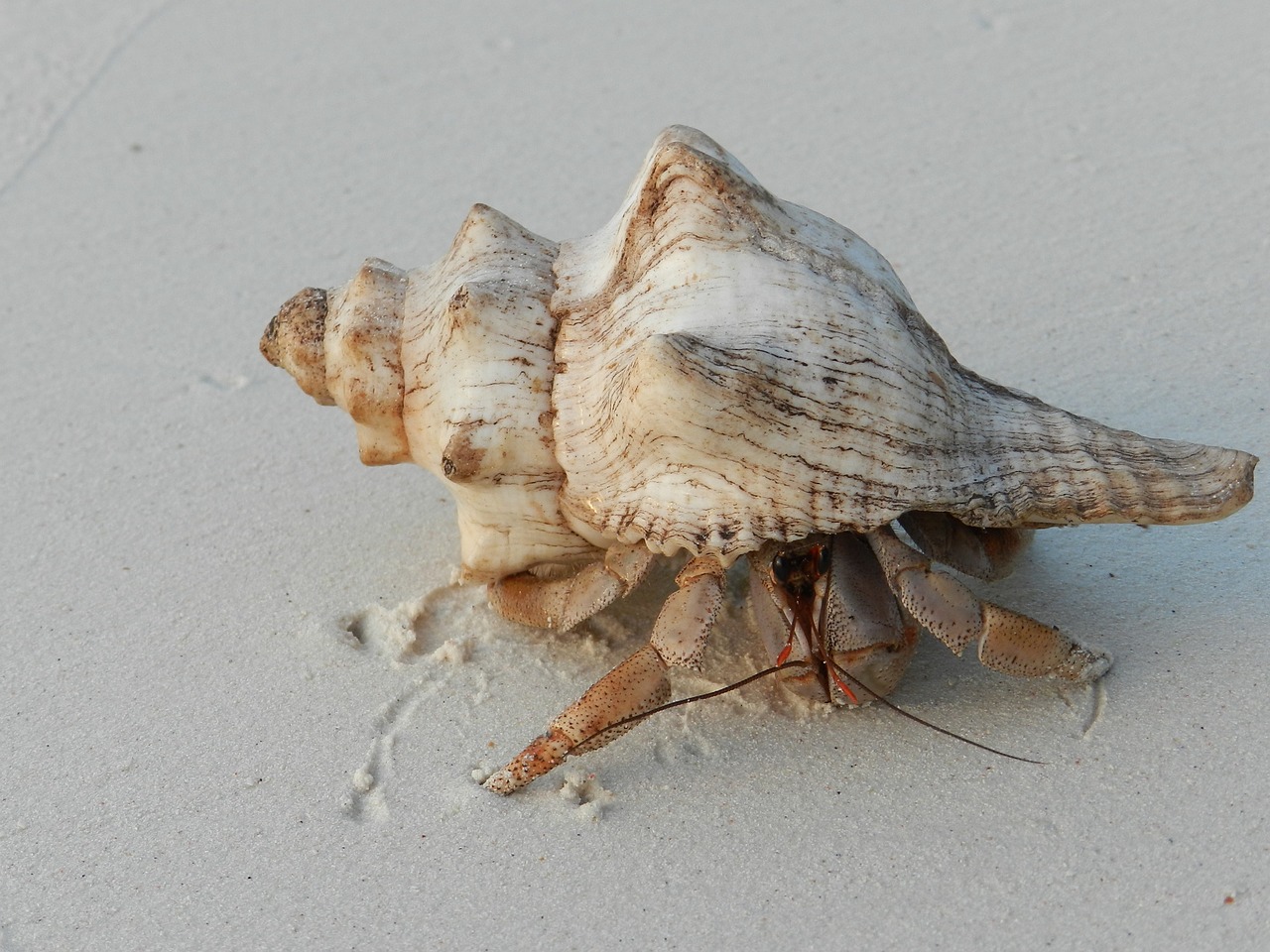 shell hermit crab zanzibar free photo