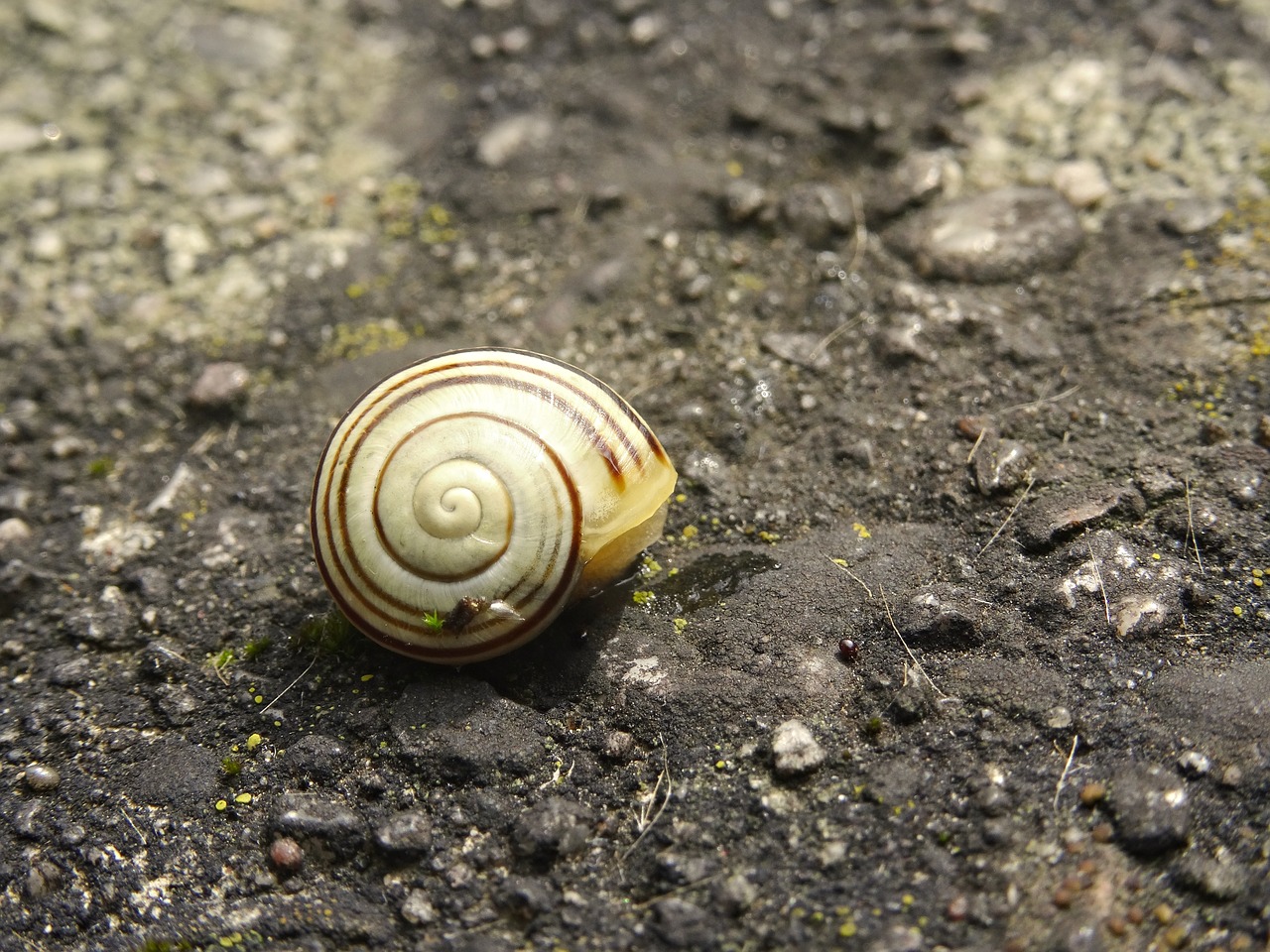 shell snail housing free photo