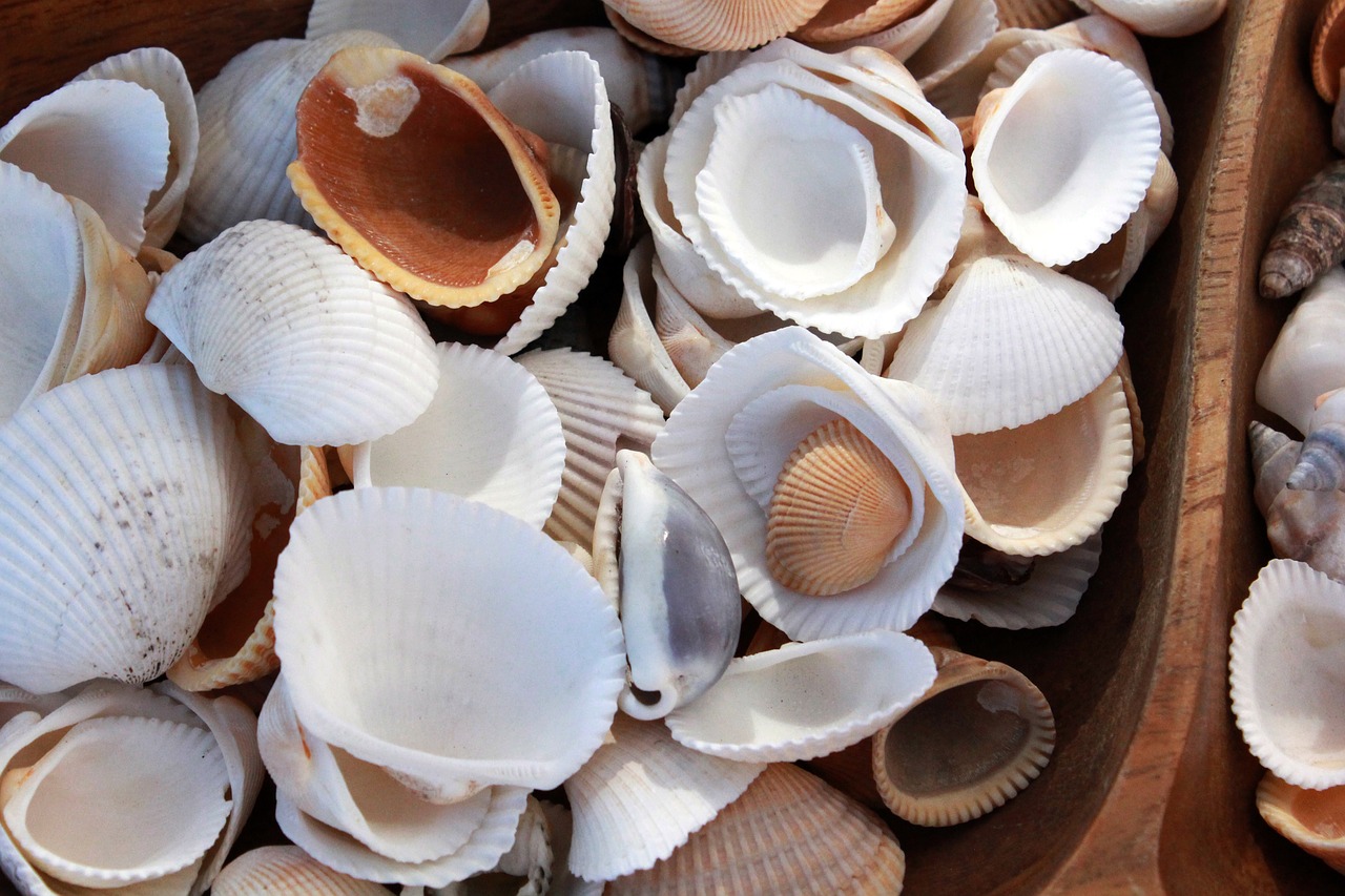 shell shells seashell free photo