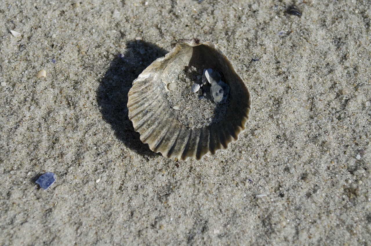 shell seashell clam free photo
